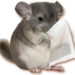 Micro_chinchilla