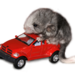 Micro_chinchilla-sale