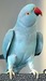 Micro_ojereloviy2