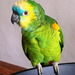 Micro_amazon