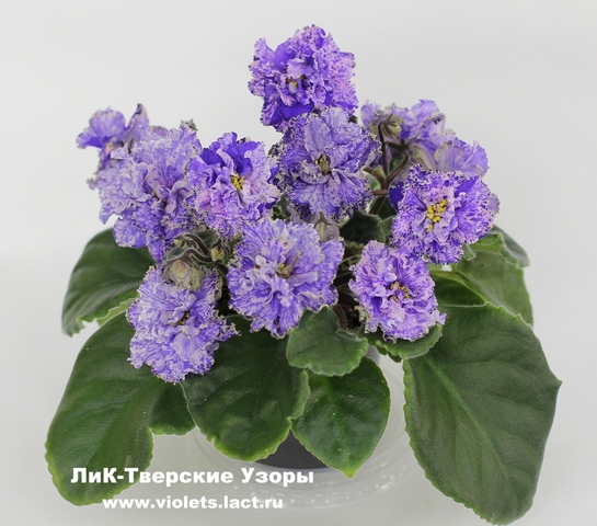 Тверские узоры фиалка фото Тверские узоры фиалка фото