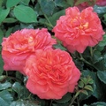 Питомник роз David Austin Roses, Англия