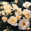 Питомник роз David Austin Roses, Англия