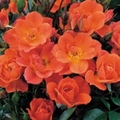 Питомник роз David Austin Roses, Англия