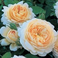 Питомник роз David Austin Roses, Англия