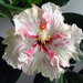 Z - Hibiscus