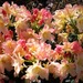 Micro_wiseman-percy-rhododendron