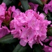 Micro_rhododendron_roseum_elegans