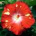 P - Hibiscus