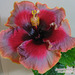 J - Hibiscus