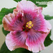 U - Hibiscus