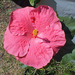 B - Hibiscus