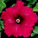 D - Hibiscus