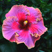 E - Hibiscus