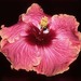 I - Hibiscus