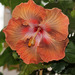 Q - Hibiscus