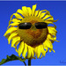 Micro_sunflower1